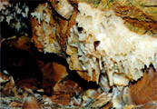 Malá krasová jeskyně odkrytá v kamenolomu u obce Lažánky