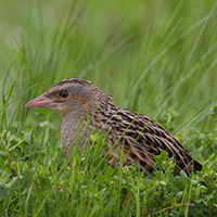 chstal poln (Petr Mckstein - www.bio-foto.com)