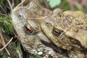 ropucha obecná